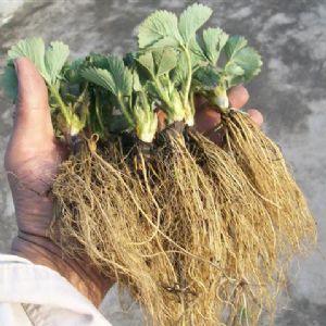 草莓苗根系發(fā)達