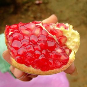 蒙陽(yáng)紅