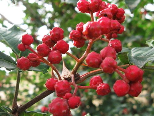 泰安高新區(qū)榮譽農(nóng)業(yè)科技有限公司供應(yīng)各種花椒苗