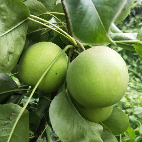 蘇翠一號(hào)梨
