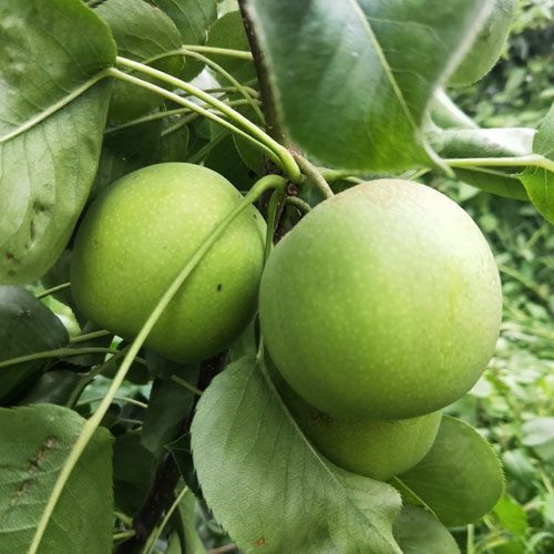 蘇翠一號(hào)梨