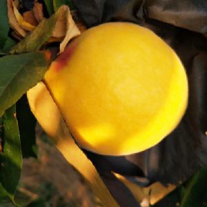 黃金蜜4號(hào)