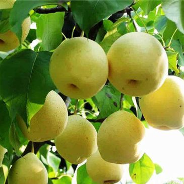 梨樹(shù)苗如何施肥？