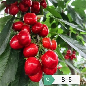 魯櫻8號櫻桃苗/8-5櫻桃苗