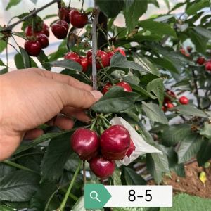 魯櫻8號櫻桃苗/8-5櫻桃苗
