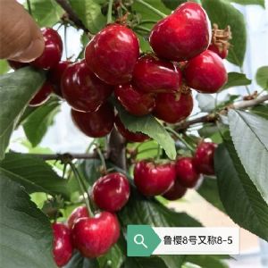 魯櫻8號櫻桃苗/8-5櫻桃苗